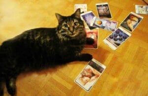 El significado del gato en el tarot