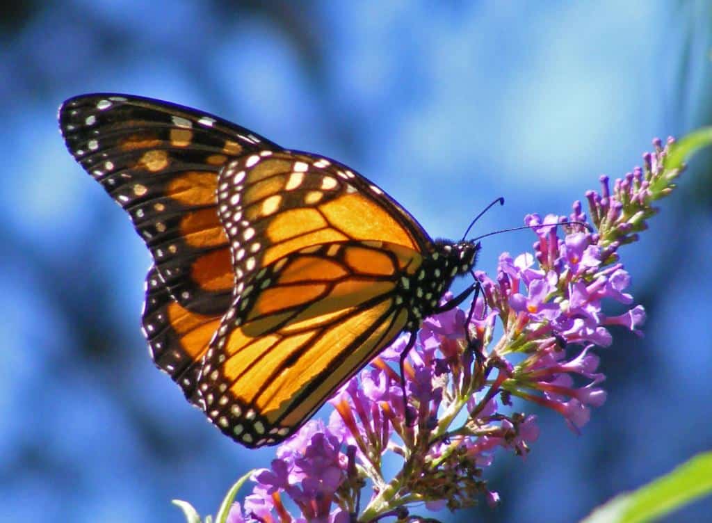 el significado de las mariposas