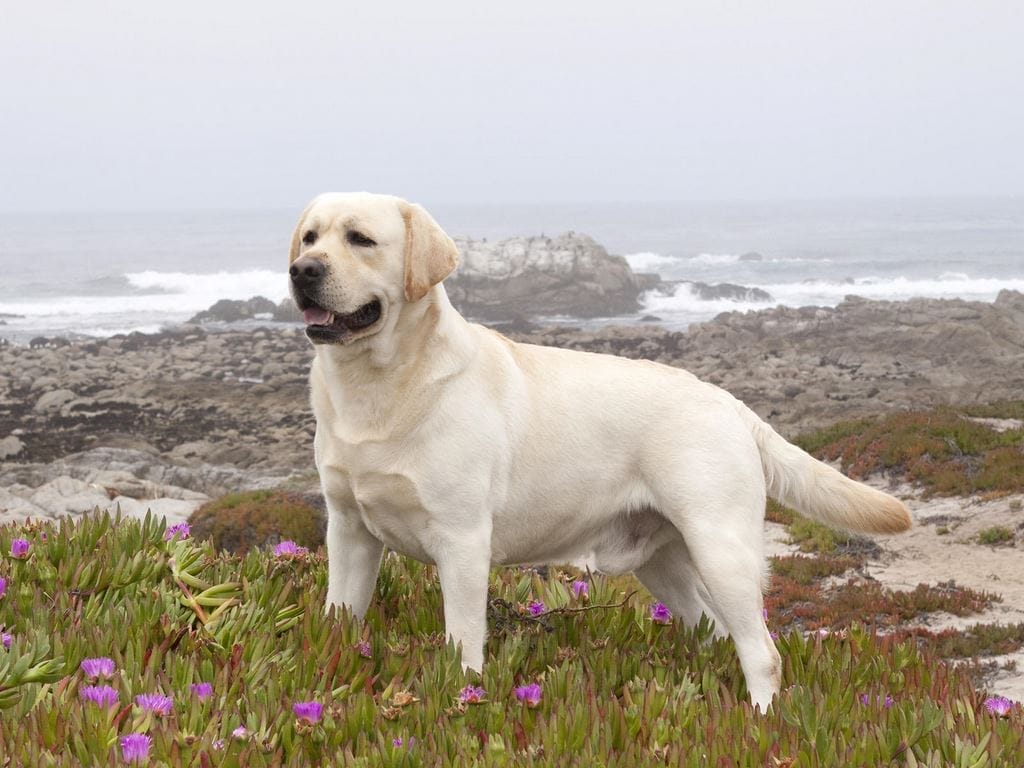 El significado de los perros  en el tarot 