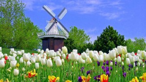 Significado de las flores