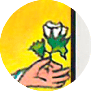 la rosa en la carta del loco