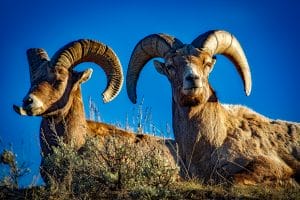 El significado del carnero