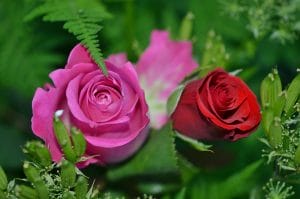 la rosa en el tarot