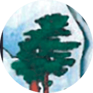 Significado de los Símbolos en el Tarot 20 arboles